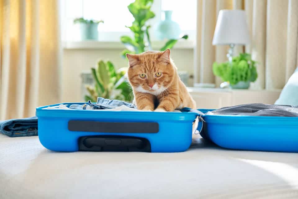 Moving with Pets in London: A Stress-Free Guide moving with pets in london