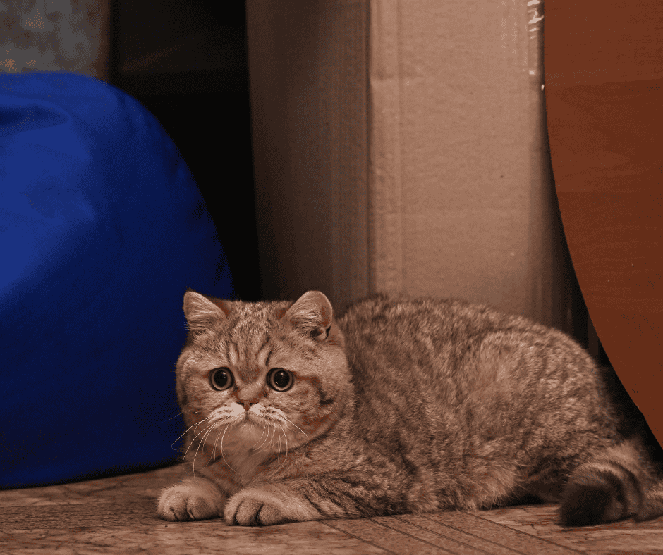 Removals with Pets in Dullwich: A Guide by Smoov Moves Removals with Pets in Dullwich